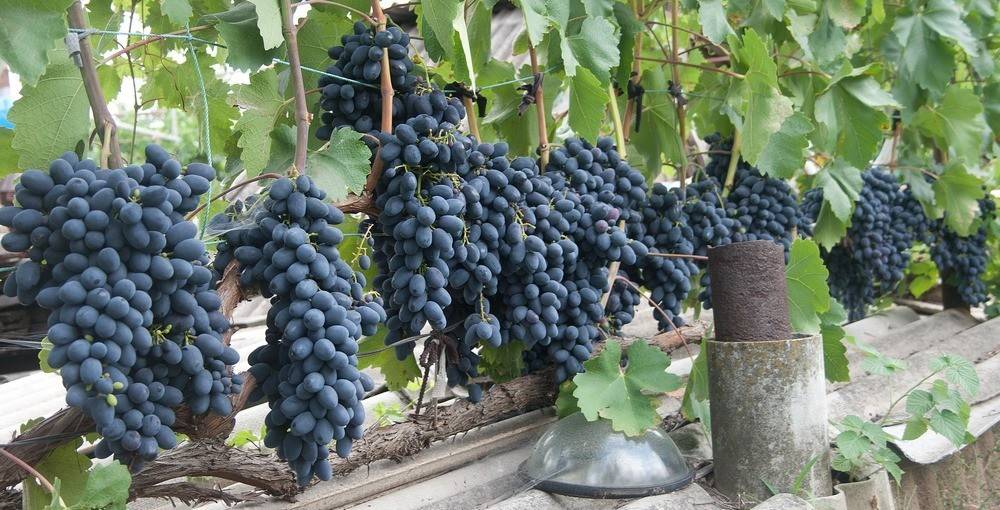 Виноград надежда азос, описание и характеристика сорта