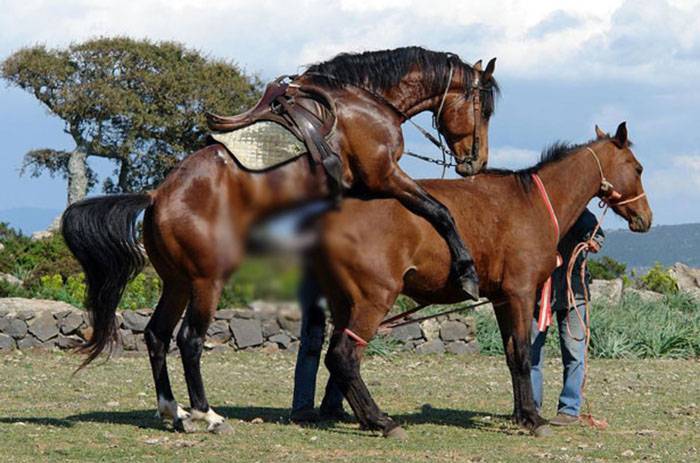 Случка и спаривание лошадей в табуне, как размножаются дикие жеребцы и кобылы: описание и видео