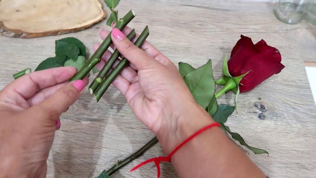 Черенкование роз – 7 простых способов получить новый куст королевы сада - цветочки - медиаплатформа миртесен