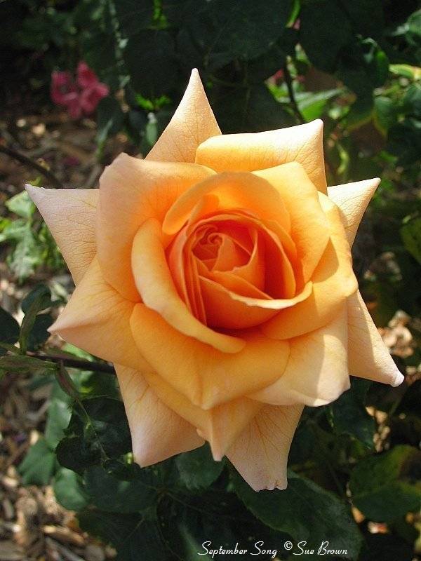 О розе Грандифлора: что это такое, характеристики сортов розы, правила ухода