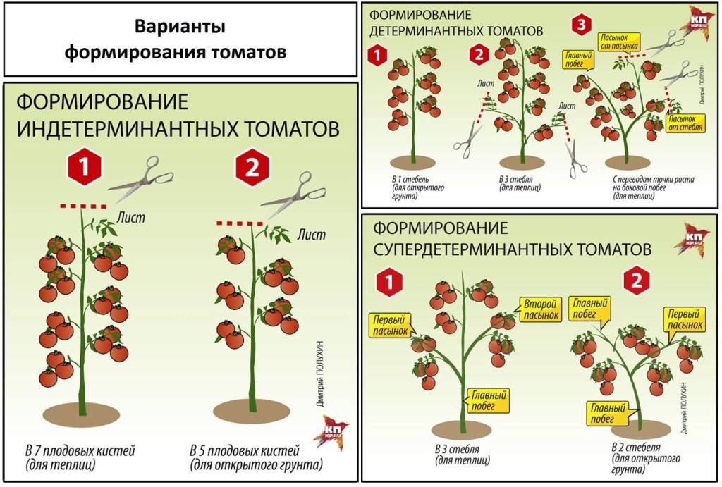 Как формировать помидоры в теплице правильно: схема куста и стебля, фото и видео