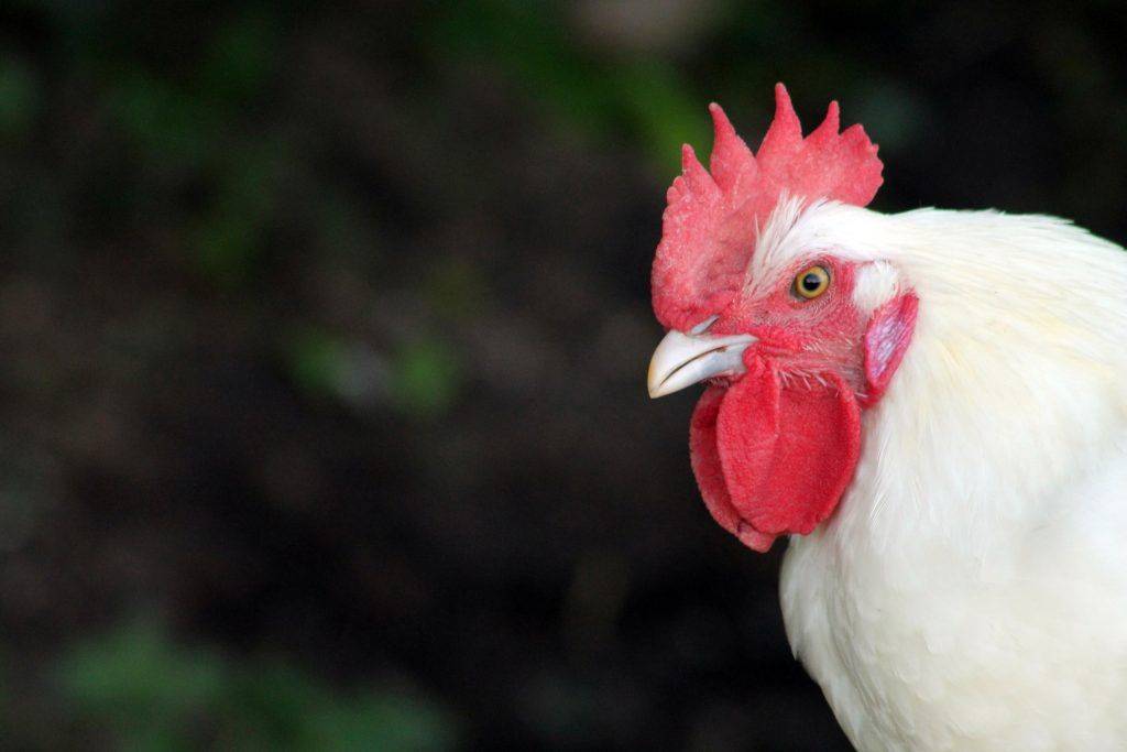 Бресс галльская порода кур: описание, продуктивность, фото и видео