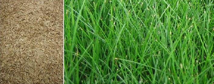 Красная овсяница – самый популярный выбор газонной травы