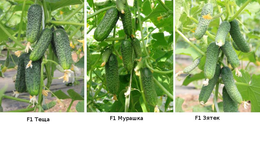 Огурцы — семена: лучшие самоопыляемые длительного плодоношения (отзывы)
