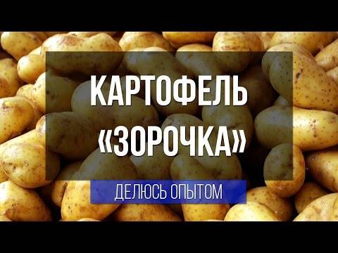 Картофель зорачка: характеристика и описание сорта, отзывы, урожайность, фото